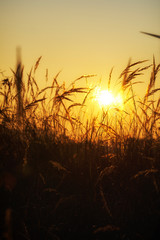 A cornfield in the summer at sunset