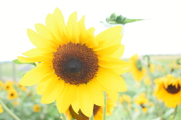 Sunflowers