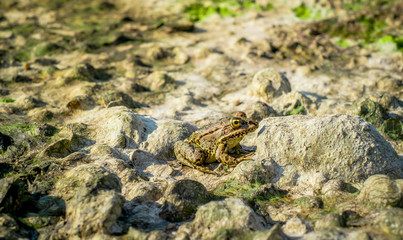 A frog on the beach covered with dried seaweed