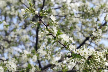 Branches of a blossoming cherry against the blue sky in a park, garden, in the natural environment, spring