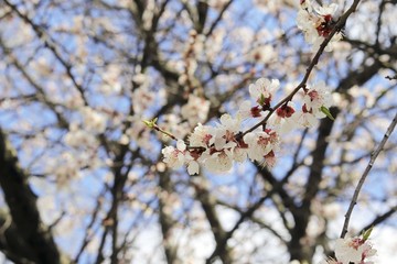 Branches of a blossoming cherry against the blue sky in a park, garden, in the natural environment, spring