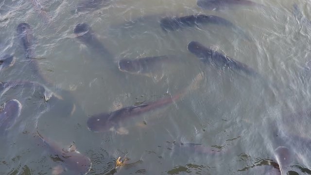 group of pangasius eat food in the river	