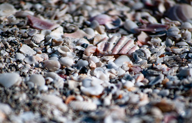 seashells