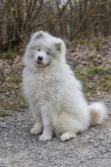 Portrait of a white Samoyed dog