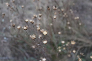 Nude color background of wildflowers in the field. Abstract background