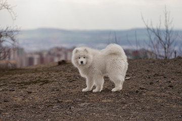 Portrait of a white Samoyed dog