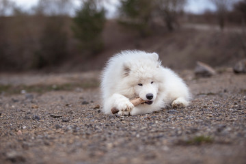 Portrait of a white Samoyed dog