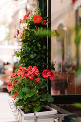 Bright red flowers in white pots on the street. Beautiful fresh flowers with fragile petals