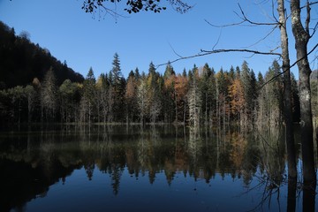 Obraz premium Autumn village trees landscape view. Autumn village scene. 