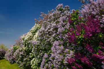 Canadian flag and border of naturalized Common Lilac bushes in bloom in Spring