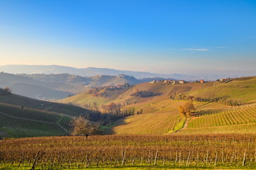 Fototapeta na wymiar Morning winter view on landscape of smooth hills with rows of vineyards in the Langhe region, Cuneo, Piedmont, Italy