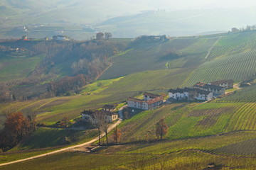 Morning winter view on landscape of smooth hills with rows of vineyards in the Langhe region,...