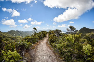 Fototapeta na wymiar Hiking on Great Barrier Island, New Zealand