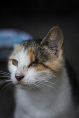  Yard Cat with one eye and one ear. Crippled cat, with marks and scars from fights.