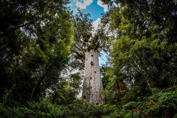 Tane Mahuta, New Zealand