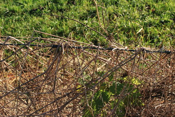 der zugewachsene Zaun