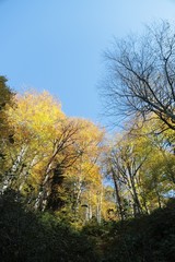 Autumn village trees landscape view. Autumn village scene. 