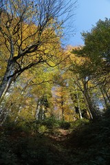 Naklejka premium Autumn village trees landscape view. Autumn village scene. 