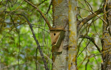 Bird box disguised with natural habitat