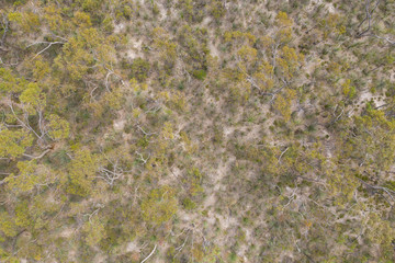 An aerial view of trees regenerating after a bush fire in South Australia