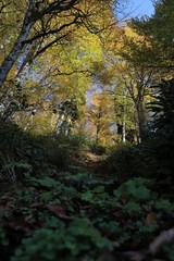 Autumn village trees landscape view. Autumn village scene. 