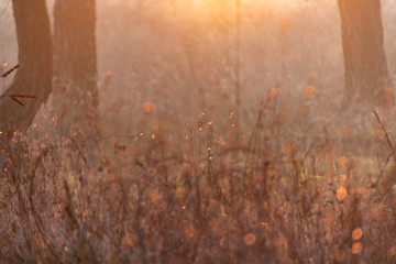 stalks of dry grass at sunset. dry flowers and the sun