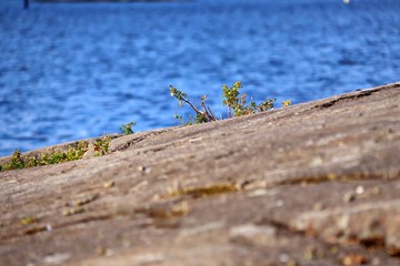 small plants on the stone shore of a blue lake