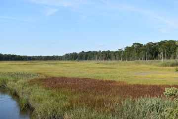 New Jersey wetlands