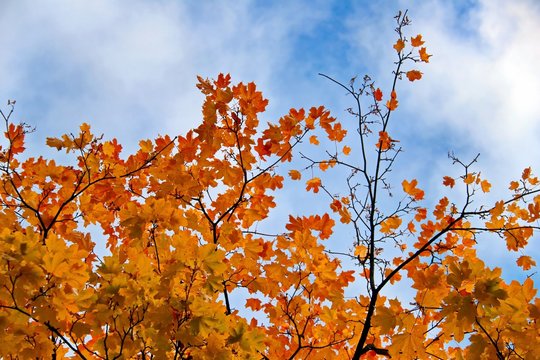 autumn tree branches with orange leaves on a background of blue sky