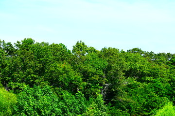 Fototapeta na wymiar landscape in New Jersey
