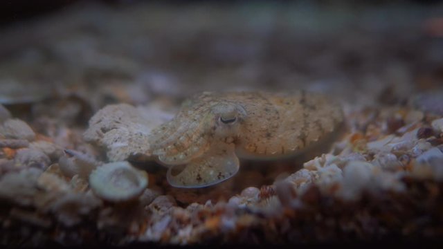 Small squid sleeping on sand ground undersea 