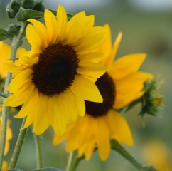sunflower on a farm