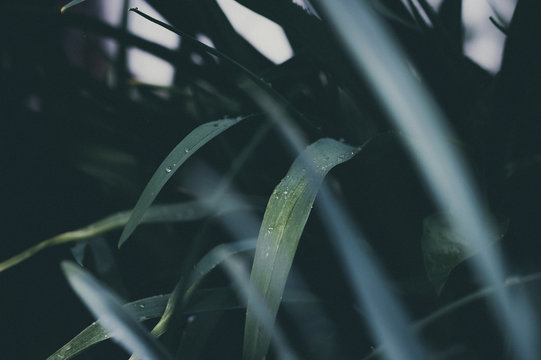 Leaves close-up in the garden after rain