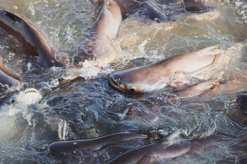 Fototapeta premium group of pangasius eat food in the river