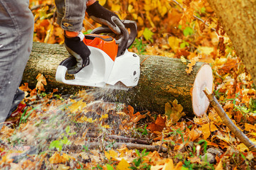 Lumberjack saws tree with a chainsaw in the forest