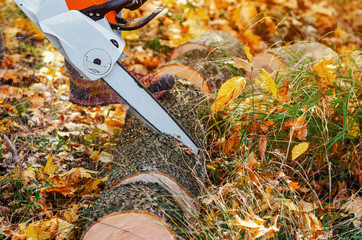 Lumberjack saws tree with a chainsaw in the forest