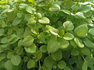 many small green leaves