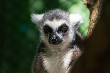 Naklejka na ściany i meble Lemur animal exótico descansando en árbol del zoológico