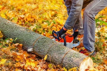 Man with a chainsaw in the forest sawing felled firewood