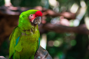 Loro verde de primer plano en zoológico 
