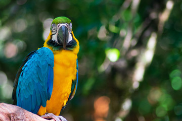 Guacamaya ave exótica en árbol