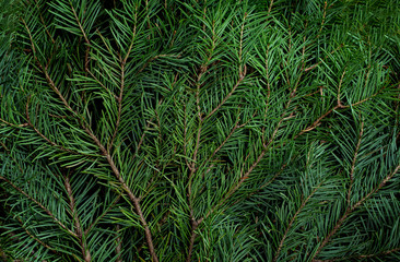 Background of Christmas tree branches. light toning. Copy space. Texture. Abstract.