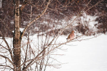 Mourning Dove Perched in a Maple Tree in the Winter