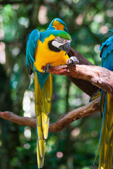 Fototapeta na wymiar Guacamaya ave exótica en árbol 