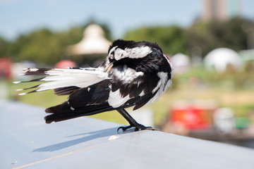A black and white magpie bird sitting on an aluminium hand rail in the sunshine