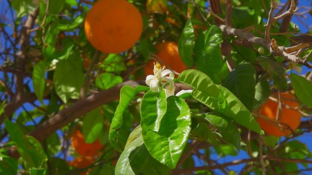 Branch with flowers and orange on the background of ripe oranges on a tree