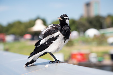 Obraz premium A black and white magpie bird sitting on an aluminium hand rail in the sunshine