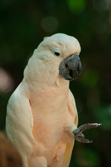 Loro blanco descansando