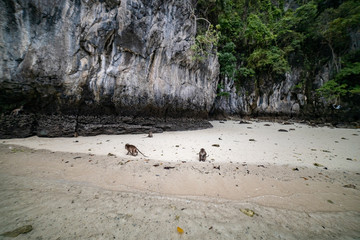 Macaque monkeys at Monkey beach in Phi Phi Islands, Thailand.