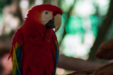 Guacamaya roja descansando en caribe 